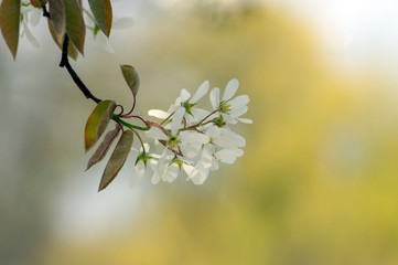 Amelanchier lamarckii deciduous flowering shrub, group of white flowers on branches in bloom