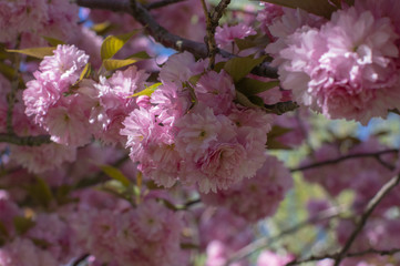 Prunus serrulata Japanese cherry tree double flower cultivation called sakura or taihaku in bloom, flowering oriental cherry