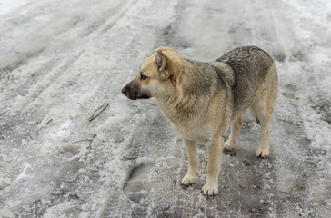 Portrait of grey female stray dog standing on a winter street in Dnipro city, Ukraine