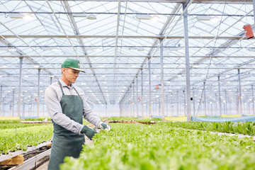 Side view portrait of mature worker examining vegetables at industrial plantation in greenhouse, copy space
