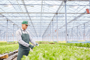 Side view portrait of mature worker examining vegetables at industrial plantation in greenhouse,...