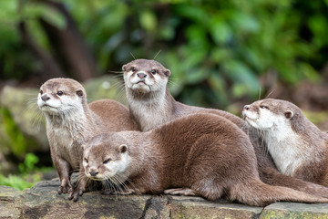 Group of attentive Oriental small-clawed otters