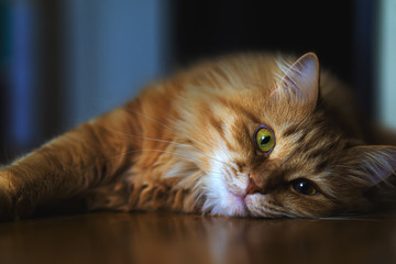 Red cat rests lying on the parquet floor