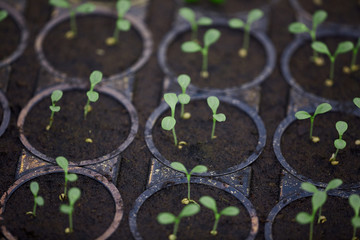 Background image of tiny saplings in pots in garden or nursery plantation, copy space