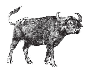African buffalo or Cape buffalo (Syncerus caffer) / vintage illustration from Brockhaus Konversations-Lexikon 1908 - obrazy, fototapety, plakaty