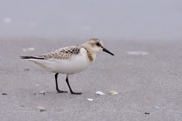 Sanderling an der Ostsee	