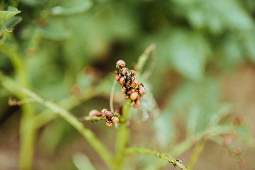 close up view of colorado bettle on poptato leaves