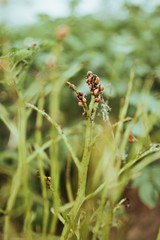 close up view of colorado bettle on poptato leaves