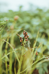 close up view of colorado bettle on poptato leaves