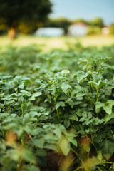 close up view of colorado bettle on poptato leaves