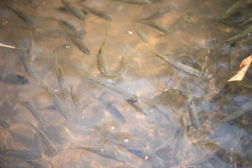 Siamese mud carp fish in water.