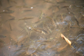 Siamese mud carp fish in water.