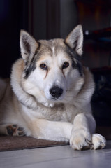 portrait of siberian husky dog
