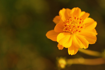 Yellow cosmos or Sulfur Cosmos flower in the park.