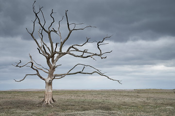 Dead tree in a barren landscape