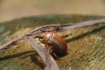 Insect on leaf