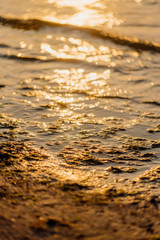 pigs in the pigsty livestock pork production