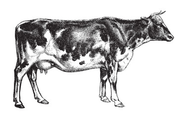 Cow - Dutch cattle breed / vintage illustration from Brockhaus Konversations-Lexikon 1908