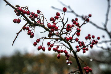 Rote beeren an einen Strauch im Herbst