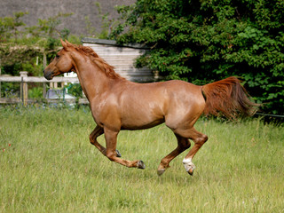 Arabian Horse at Liberty