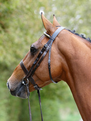 Obraz premium Stunning Bay Stallion