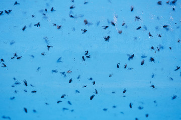 Background image of dead flies in water trap, gardening, pesticide, insect concept
