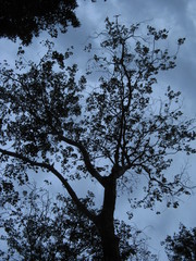 arbol misterioso contra cielo oscuro de Chichén Itzá