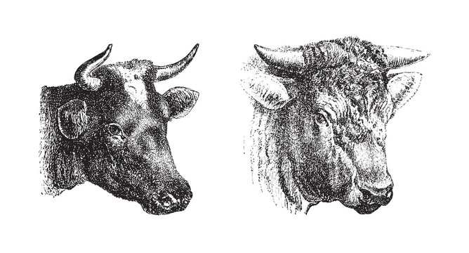 Outline Bull Head Stock Vector Image & Art - Alamy