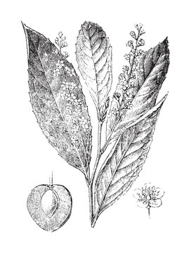 Cherry laurel (Prunus laurocerasus) / vintage illustration from Brockhaus Konversations-Lexikon 1908