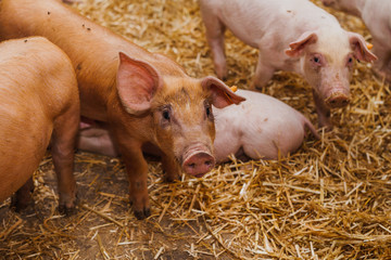 pigs in the pigsty livestock pork production