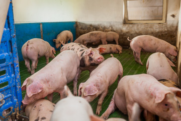 pigs in the pigsty livestock pork production