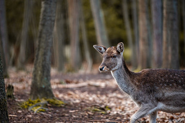 Wild fallow deer in forest. Nature, free, looking. 