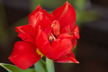 Obraz na płótnie Canvas Background image of single red tulip bud opening in flower garden or plantation, copy space