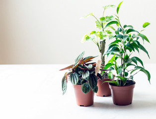trois plantes d'appartement en pots