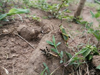 ants on plant