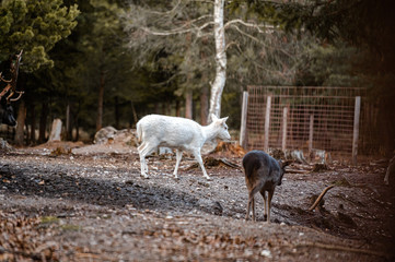 Wild fallow deer in forest. Nature, free, looking. 