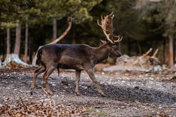 Wild fallow deer in forest. Nature, free, looking. 
