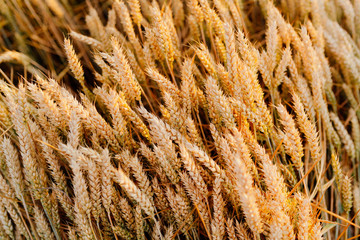 Agriculture Business - golden wheat eras on agricultural field