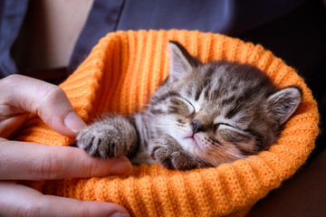 a Little kitten sleeping in the hands