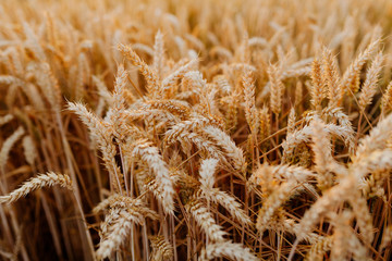 Agriculture Business - golden wheat eras on agricultural field