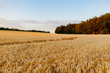 Naklejka premium Agriculture Business - golden wheat eras on agricultural field