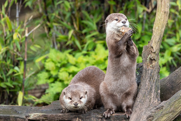 Two attentive Oriental small-clawed otters