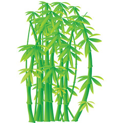 Bamboo forest isolated vector object on a white background for graphic design