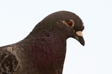 pigeon en gros plan sur fond blanc
