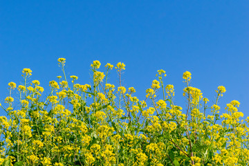 青空背景の麻機遊水地の菜の花　静岡市