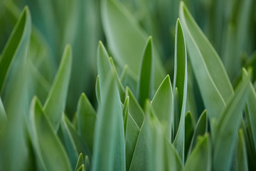 Background image of long green flower leaves in garden or plantation, Spring and growth concept, copy space