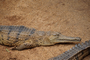 Salwater crocodile