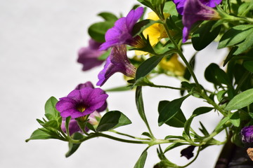 Zauberglöckchen violett - Hintergrund Hauswand weiß-grau