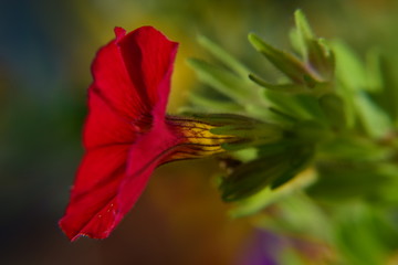Fototapeta premium Zauberglöckchen rot