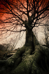 Fototapeta na wymiar dark scary tree with big roots in forest, halloween horror landscape